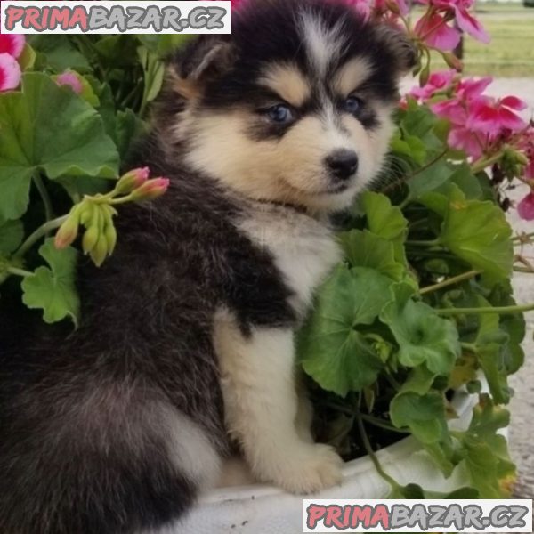 Lovely Pomsky puppy Available For Adoption. – fotografie 2
