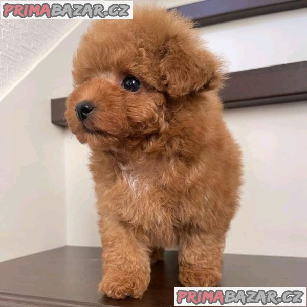Charming Poodle puppy Available For Adoption. – fotografie 1