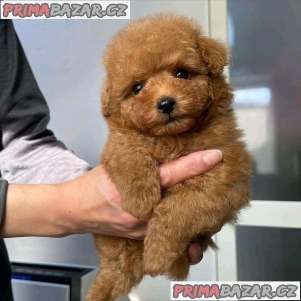 Charming Poodle puppy Available For Adoption. – fotografie 2