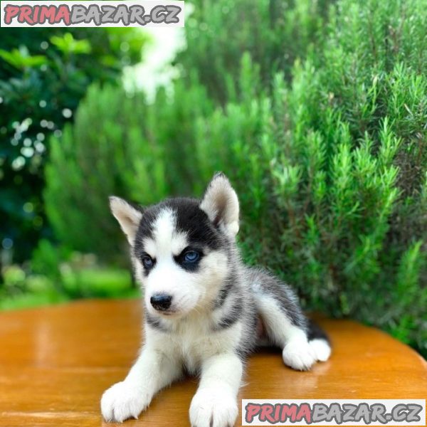 Beautifull Sibarian Husky puppy Available For Adoption. – fotografie 1