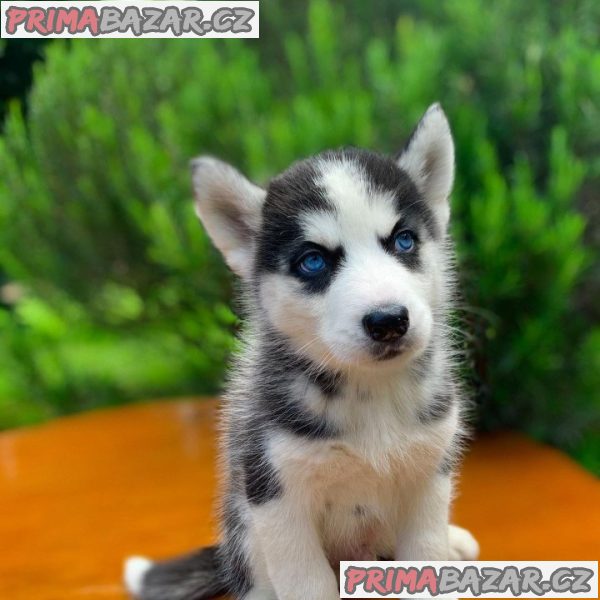 Beautifull Sibarian Husky puppy Available For Adoption. – fotografie 2