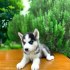Beautifull Sibarian Husky puppy Available For Adoption.