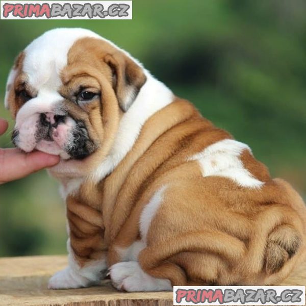 Adorable English Bulldog puppy Available For Adoption. – fotografie 1