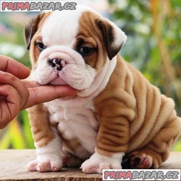 Adorable English Bulldog puppy Available For Adoption. – fotografie 2