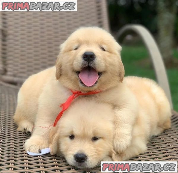 Lovely Golden Retriever puppy Available For Adoption. – fotografie 1