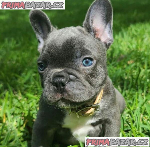 French Bulldog Puppies for Adoption – fotografie 2