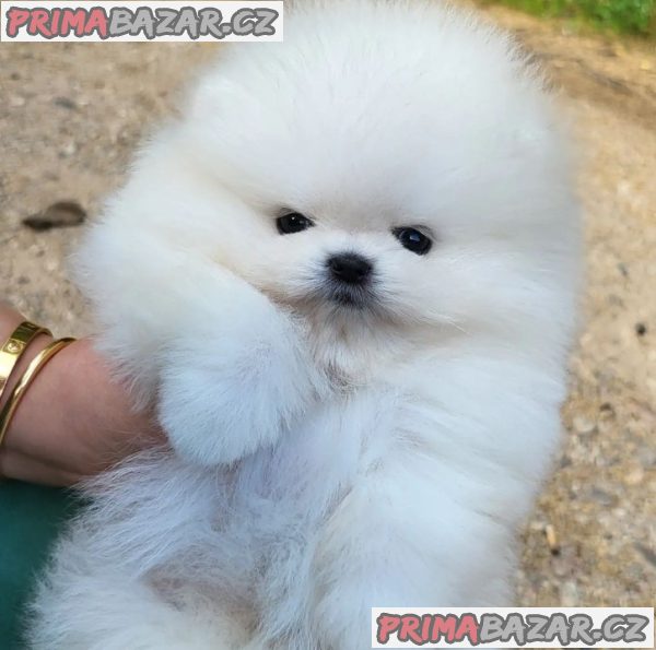 Beautifull Pomeranian puppy Available For Adoption. – fotografie 2