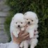 Beautifull Pomeranian puppy Available For Adoption.
