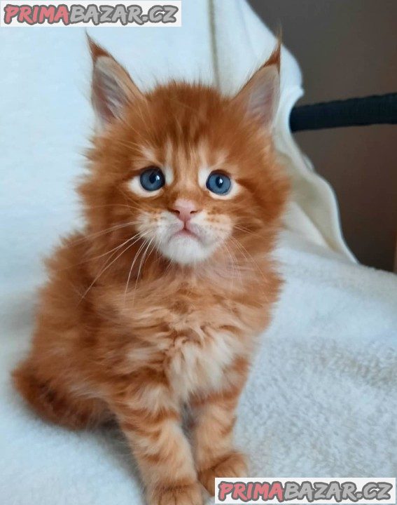 Lovely Maincoon Kitten Ready For Adoption. – fotografie 1