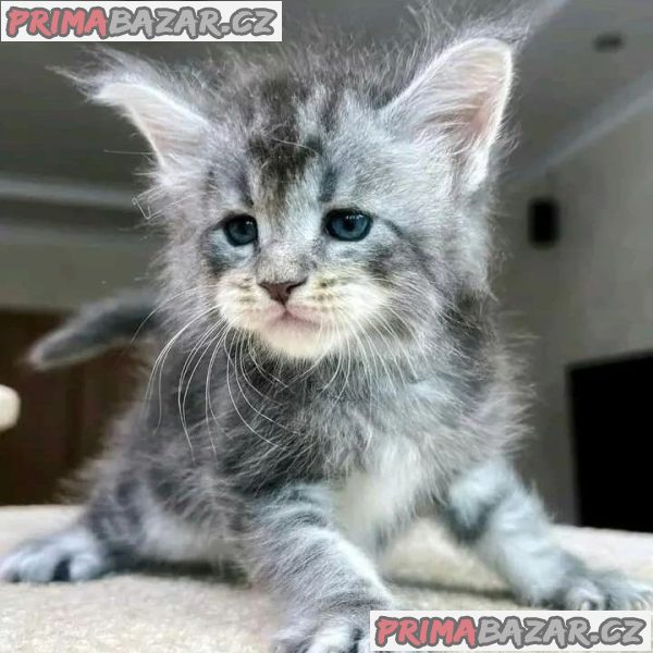 Lovely Maincoon Kitten Ready For Adoption. – fotografie 2