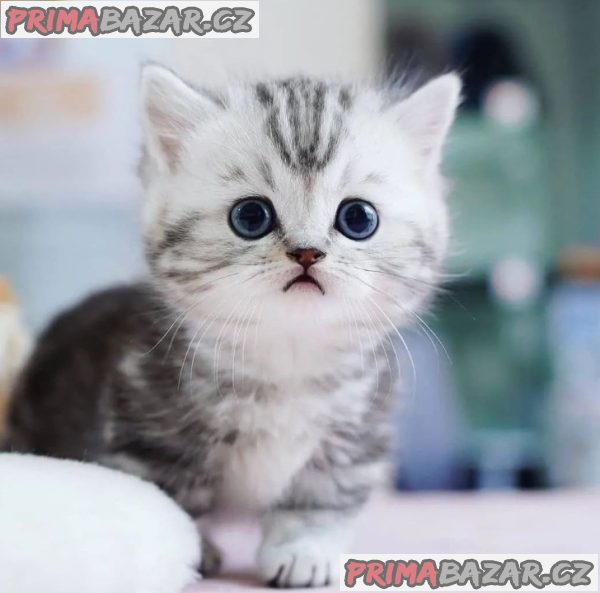 Charming Munckin Kitten Ready For Adoption. – fotografie 1