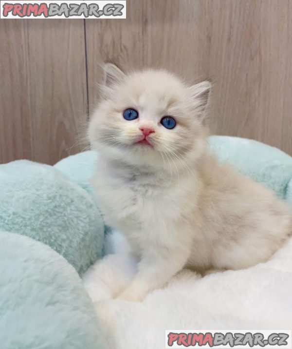 Beautifull Ragdoll Kitten Ready For Adoption. – fotografie 1