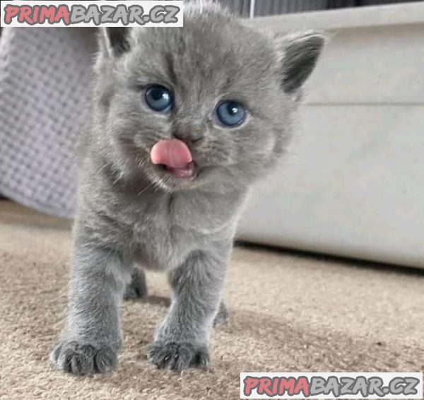 Adorable British shorthair Kitten Ready For Adoption. – fotografie 1