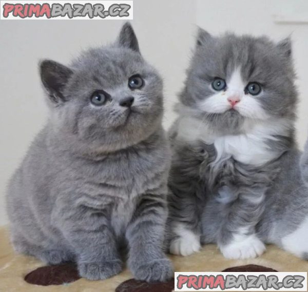 Adorable British shorthair Kitten Ready For Adoption. – fotografie 2