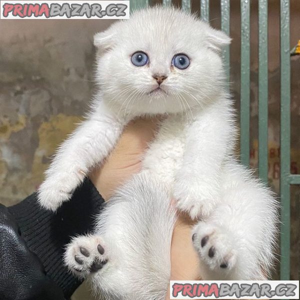 Charming Scottish Fold Kitten Ready For Adoption. – fotografie 2