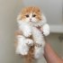Charming Scottish Fold Kitten Ready For Adoption.