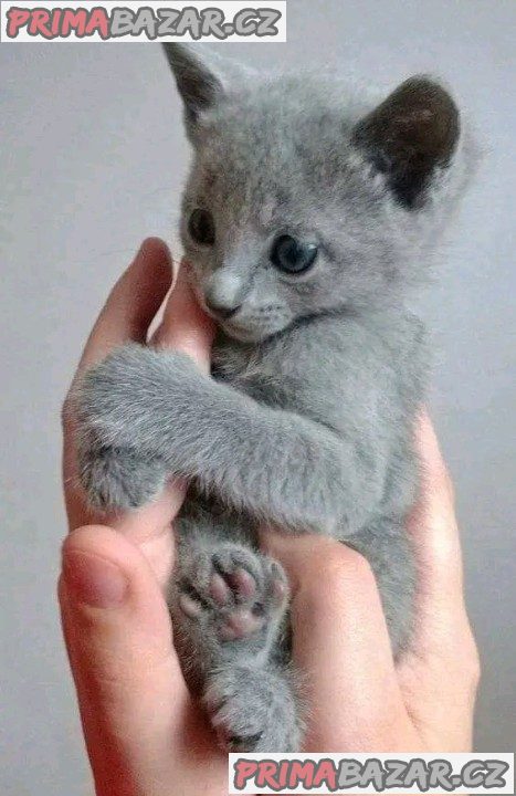 Adorable Russian Blue-Face Kitten Ready For Adoption. – fotografie 1