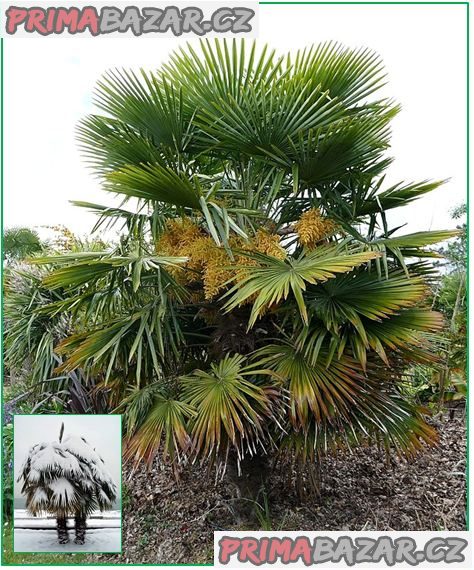 naklíčená semena palma Trachycarpus fortunei – fotografie 1