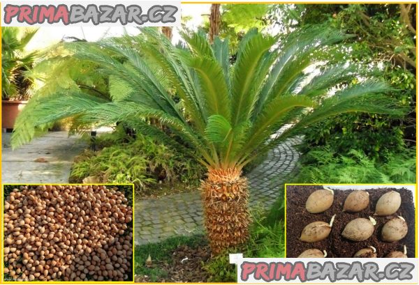 naklíčená semena Cycas Revoluta – fotografie 1