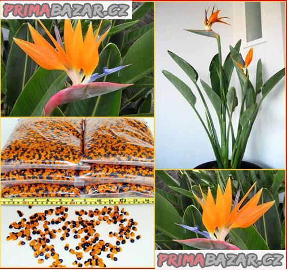 Strelitzia Reginae - semena – fotografie 1