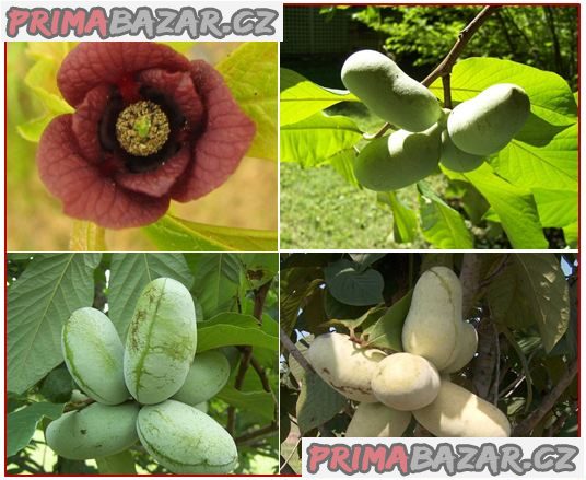 sazenice Asimina Triloba – fotografie 1