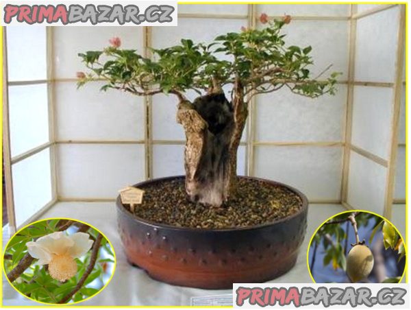sazenice  Baobab – fotografie 1