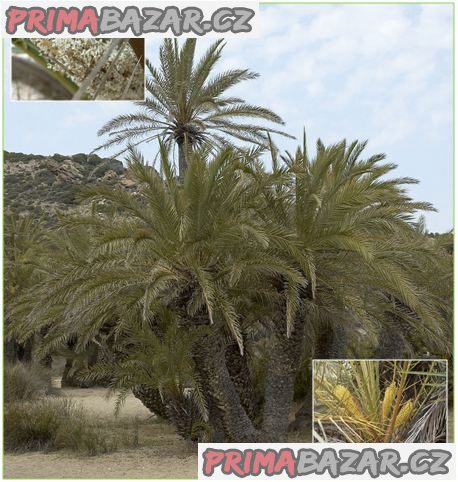 sazenice palma Phoenix theophrasti – fotografie 1