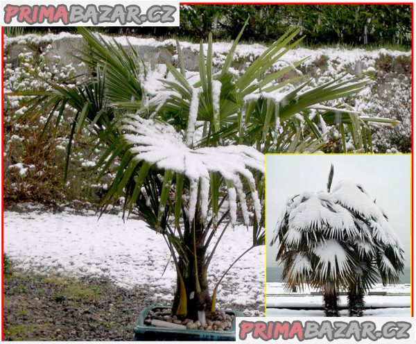sazenice palmaTrachycarpus Fortunei 1-2 první listy – fotografie 1