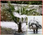 sazenice palmaTrachycarpus Fortunei 1-2 první listy