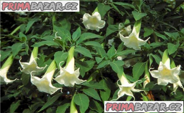 sazenice Brugmansia arborea – fotografie 1