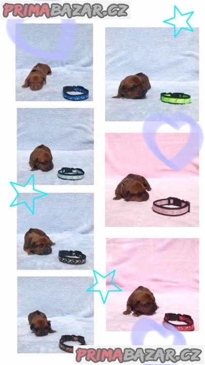 Rhodéský ridgeback s PP – fotografie 1