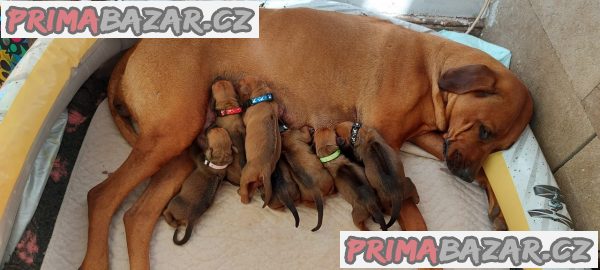 Rhodéský ridgeback s PP – fotografie 2