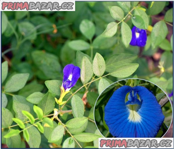 Sazenice Clitoria Ternatea – fotografie 1