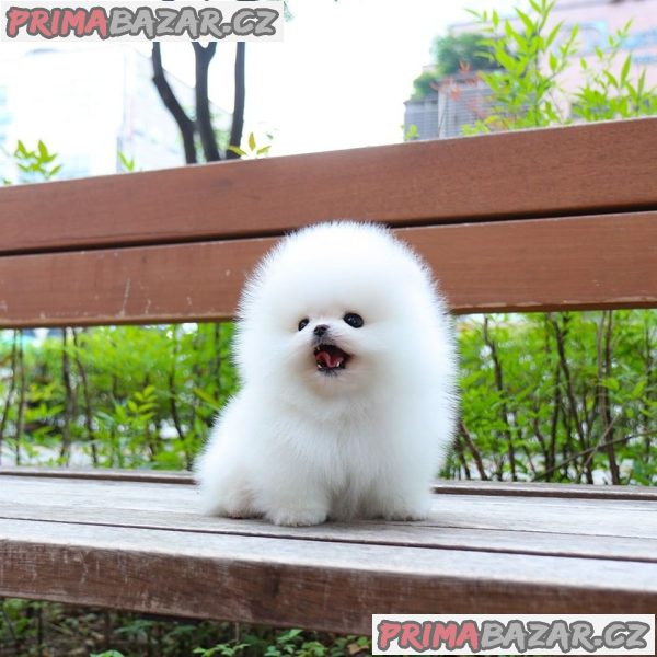 Mini pomeranian - štenata Fenku – fotografie 1