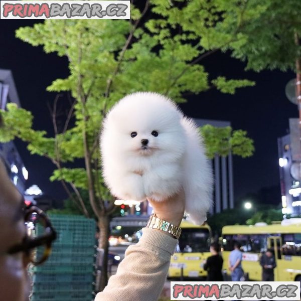 Mini pomeranian - štenata Fenku – fotografie 2