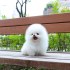 Mini pomeranian - štenata Fenku