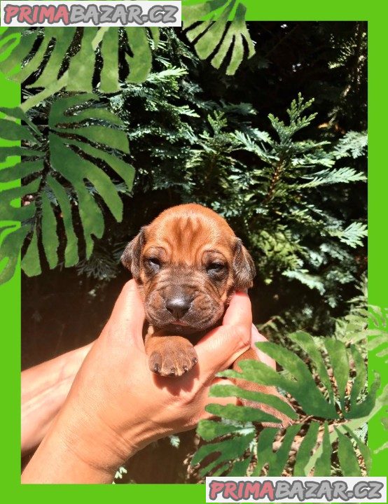štěně Rhodéský ridgeback s PP – fotografie 2