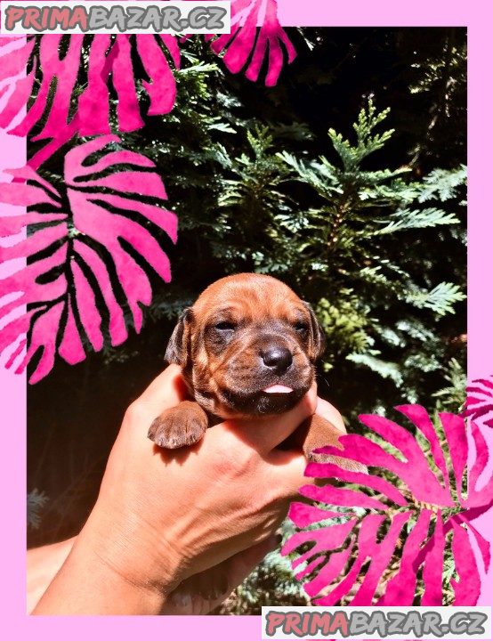 štěně Rhodéský ridgeback s PP – fotografie 3