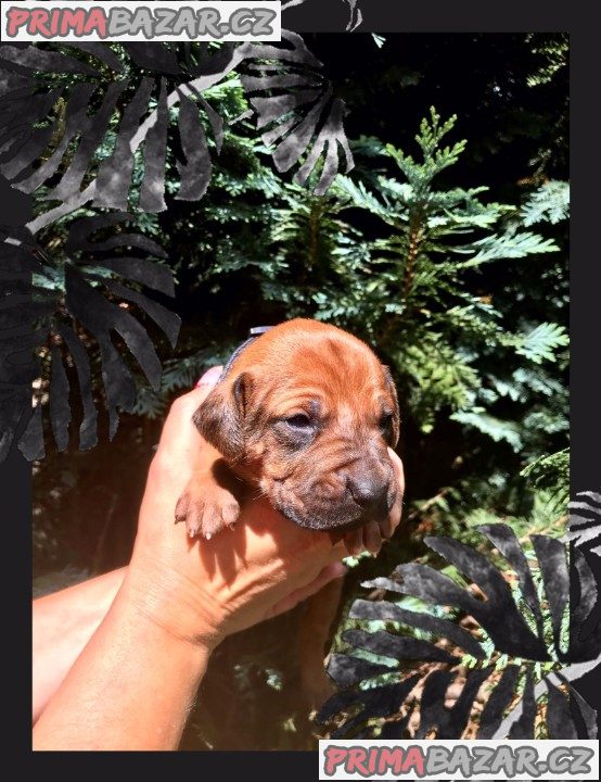 štěně Rhodéský ridgeback s PP – fotografie 6