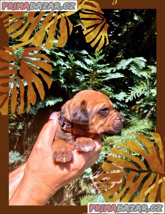 štěně Rhodéský ridgeback s PP – fotografie 7
