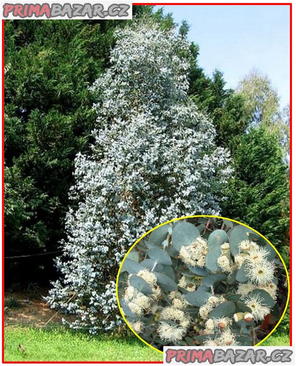 Eucalyptus cordata - Blahovičník - SEMENA – fotografie 1
