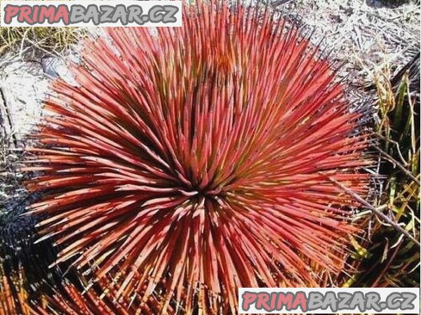 Agave stricta rubra - semena – fotografie 1