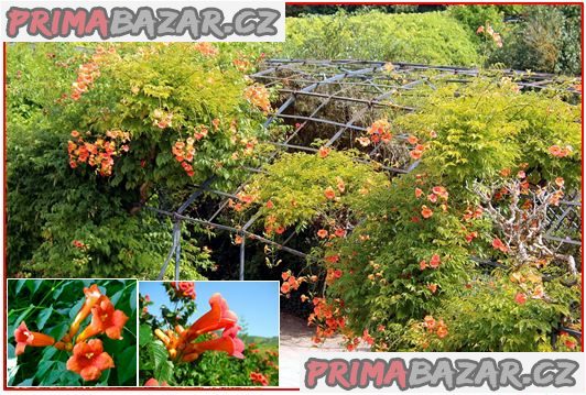 Campsis Radicans - Trubač - semena – fotografie 1