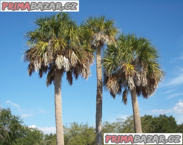 naklíčená semena palma Sabal Palmetto – fotografie 1