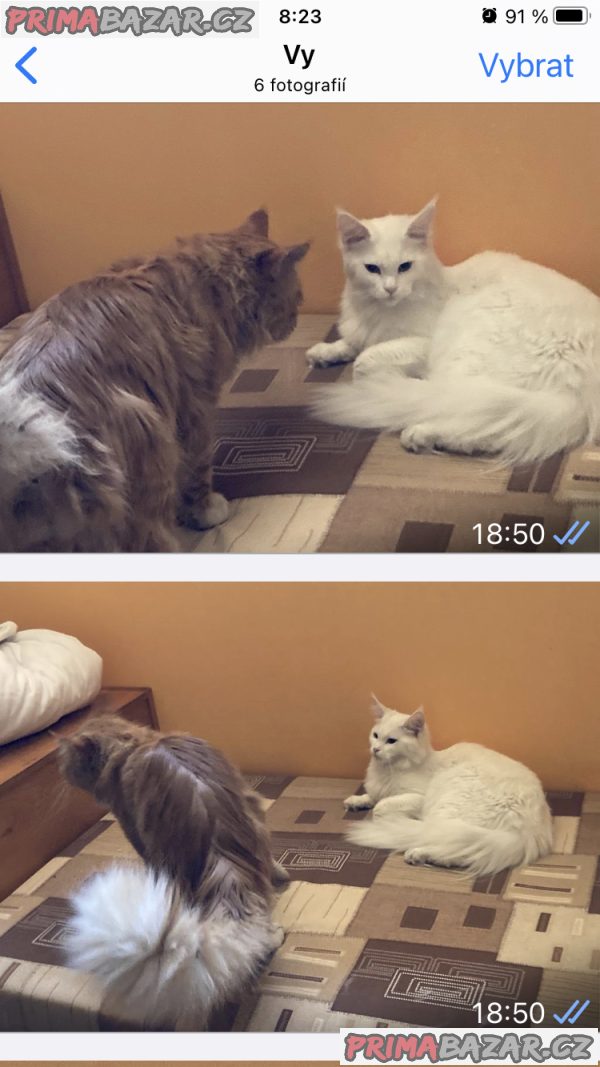 Prodám koťata mainské mývalí – fotografie 5