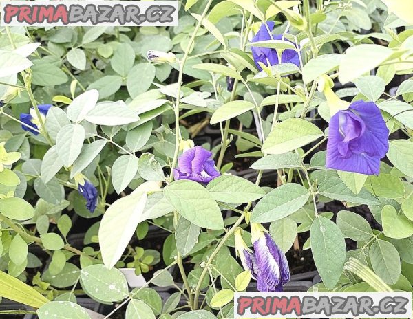 Sazenice Clitoria Ternatea již v květu vel. cca 20-25 cm – fotografie 1