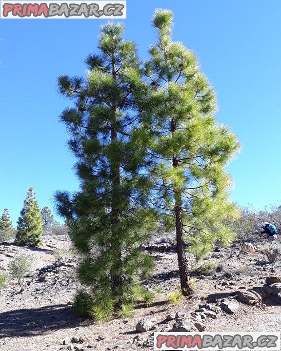 Sazenice borovice Kanárská - Pinus canariensis – fotografie 1