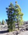 Sazenice borovice Kanárská - Pinus canariensis