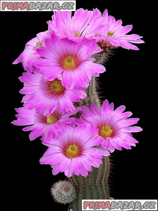 Kaktus Echinocereus fitchii DJF 1035 Balení obsahuje 20 semen – fotografie 1
