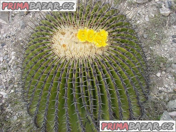 Kaktus Echinocactus platyacanthus Balení obsahuje 20 semen – fotografie 1